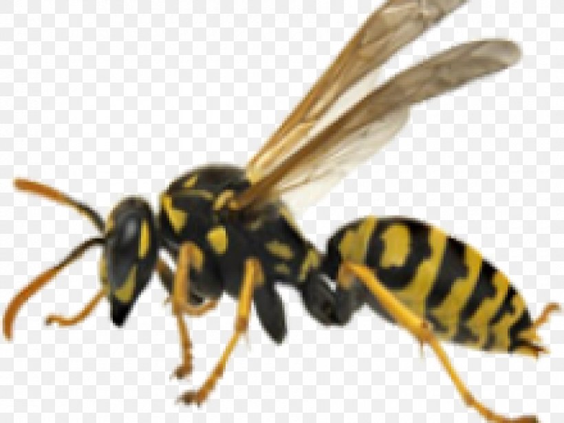 Bee Hornet Wasp Yellowjacket, PNG, 900x675px, Bee, Arthropod, Bee Sting, Honey Bee, Hornet Download Free