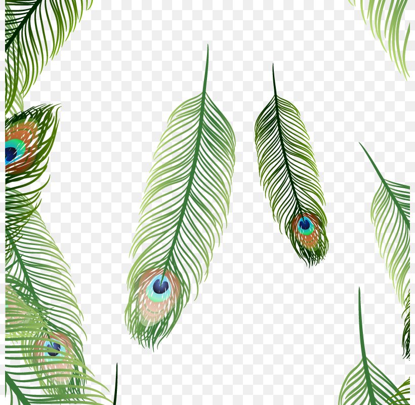 Bird Feather Euclidean Vector, PNG, 800x800px, Bird, Asiatic Peafowl, Feather, Hair, Leaf Download Free