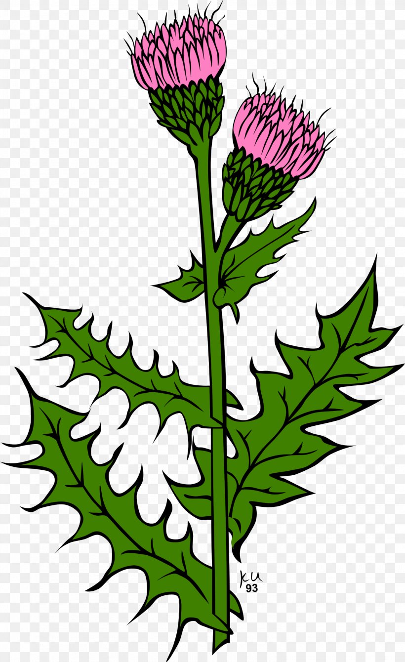 Cirsium Vulgare Creeping Thistle Clip Art, PNG, 1468x2400px, Cirsium Vulgare, Artwork, Chrysanths, Cirsium, Creeping Thistle Download Free