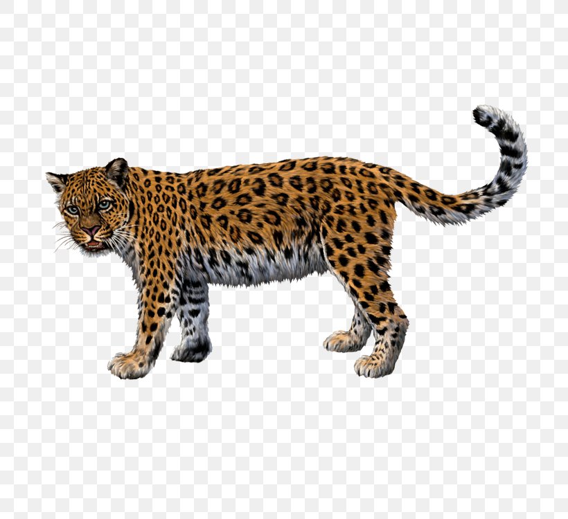 Jaguar Cheetah North-Chinese Leopard Felidae, PNG, 750x750px, Jaguar, Big Cats, Carnivoran, Cat, Cat Like Mammal Download Free