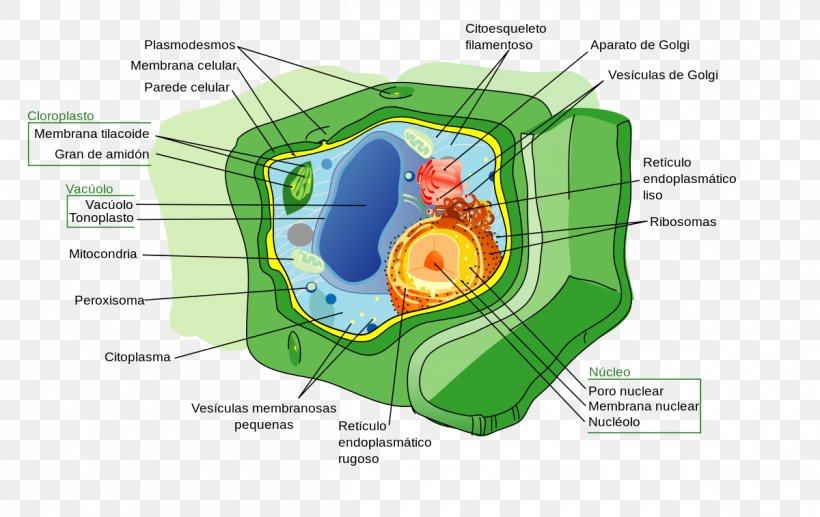 Plant Cell Cell Nucleus Cell Wall, PNG, 1200x757px, Watercolor, Cartoon, Flower, Frame, Heart Download Free