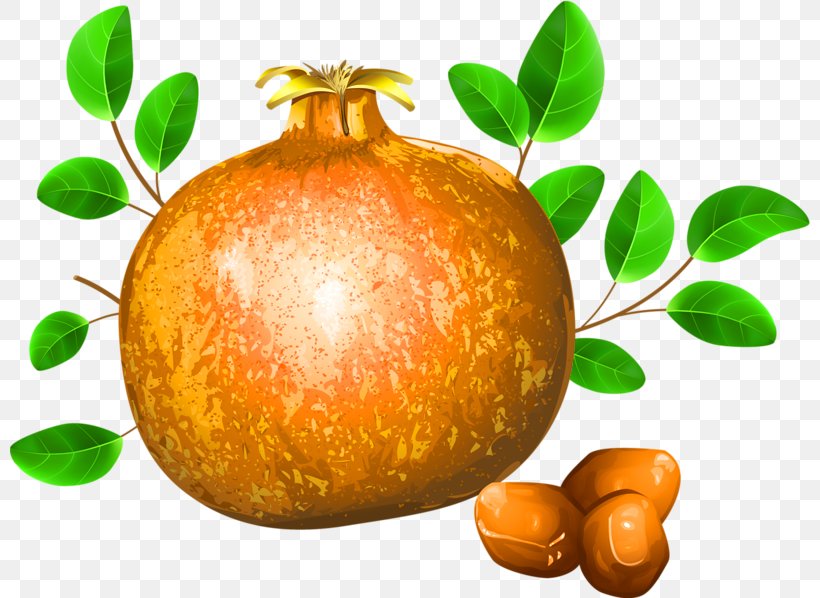Pomegranate Fruit Drawing Illustration, PNG, 800x598px, Pomegranate, Apple, Bitter Orange, Citrus, Clementine Download Free