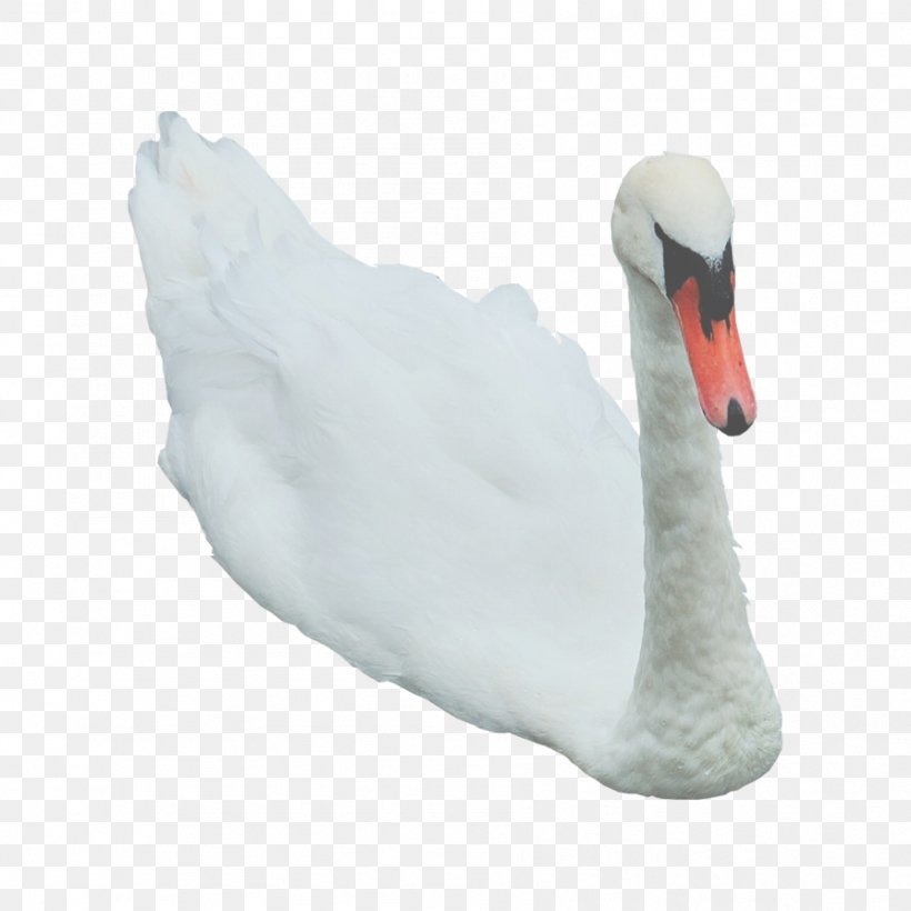 Swan Duck Beak Feather Neck, PNG, 894x894px, Cygnini, Anatidae, Animal, Beak, Bird Download Free