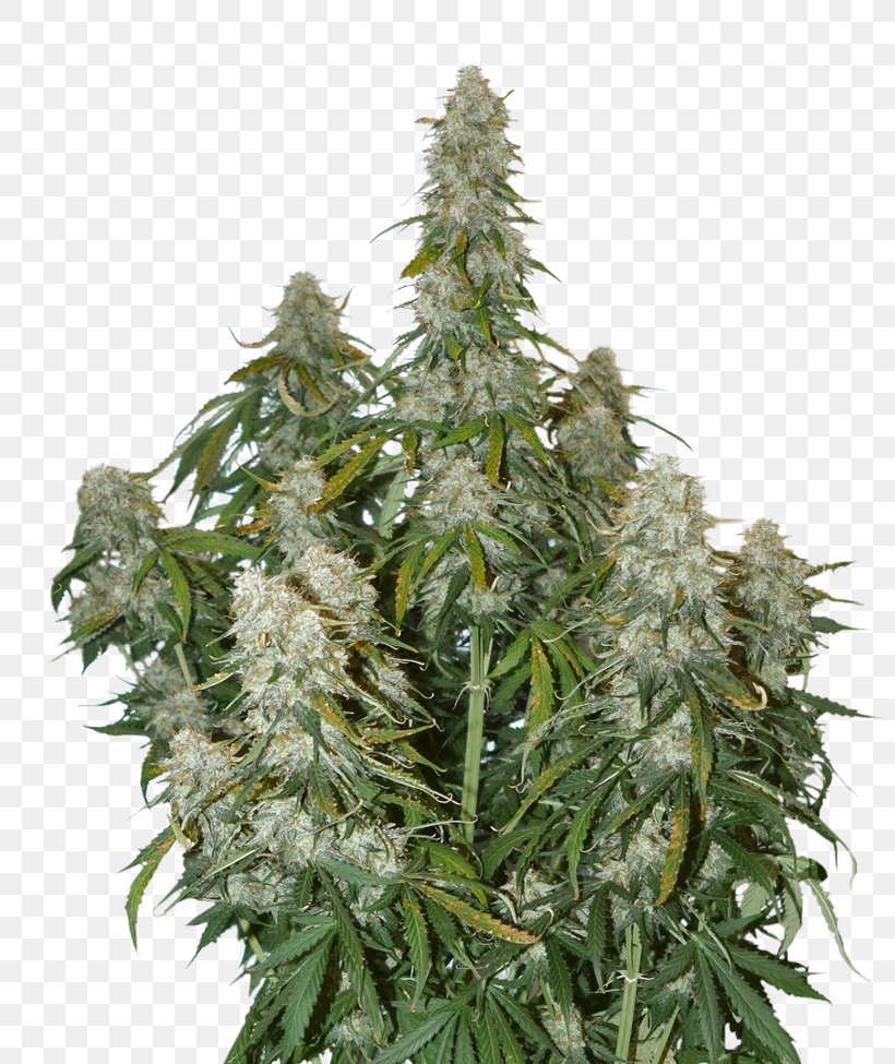 Autoflowering Cannabis Seed White Widow Car Skunk, PNG, 800x975px, Autoflowering Cannabis, Cannabis, Car, Haze, Hemp Download Free