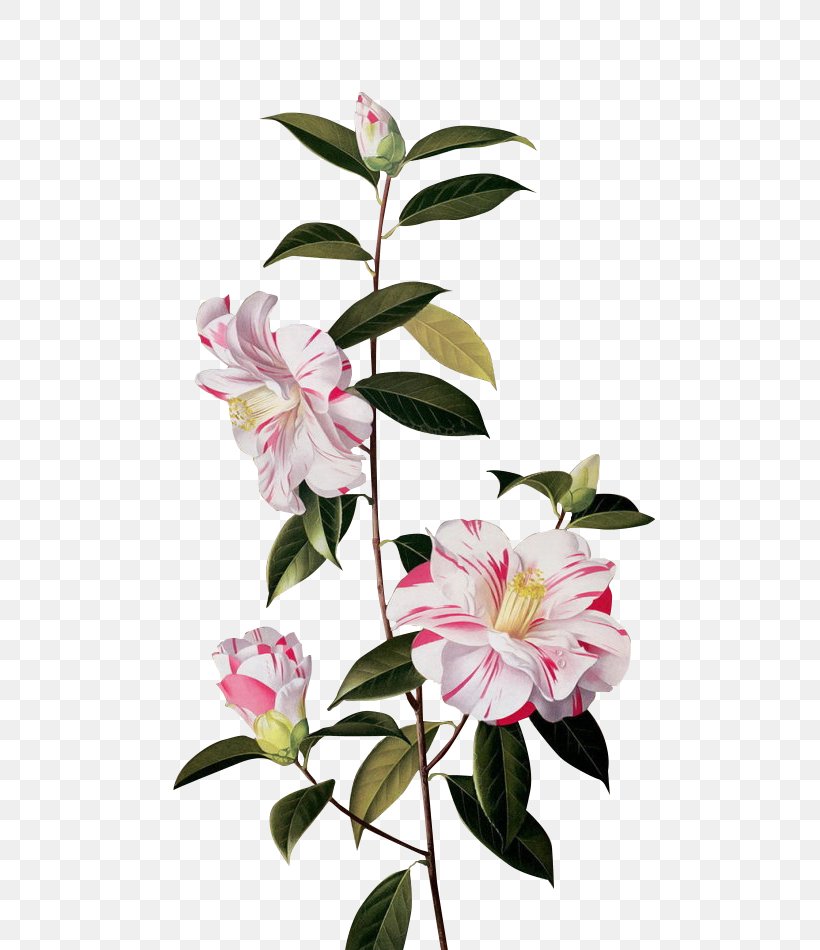Floral Design Flower Petal Pattern, PNG, 633x950px, Floral Design, Blossom, Branch, Camellia, Color Download Free
