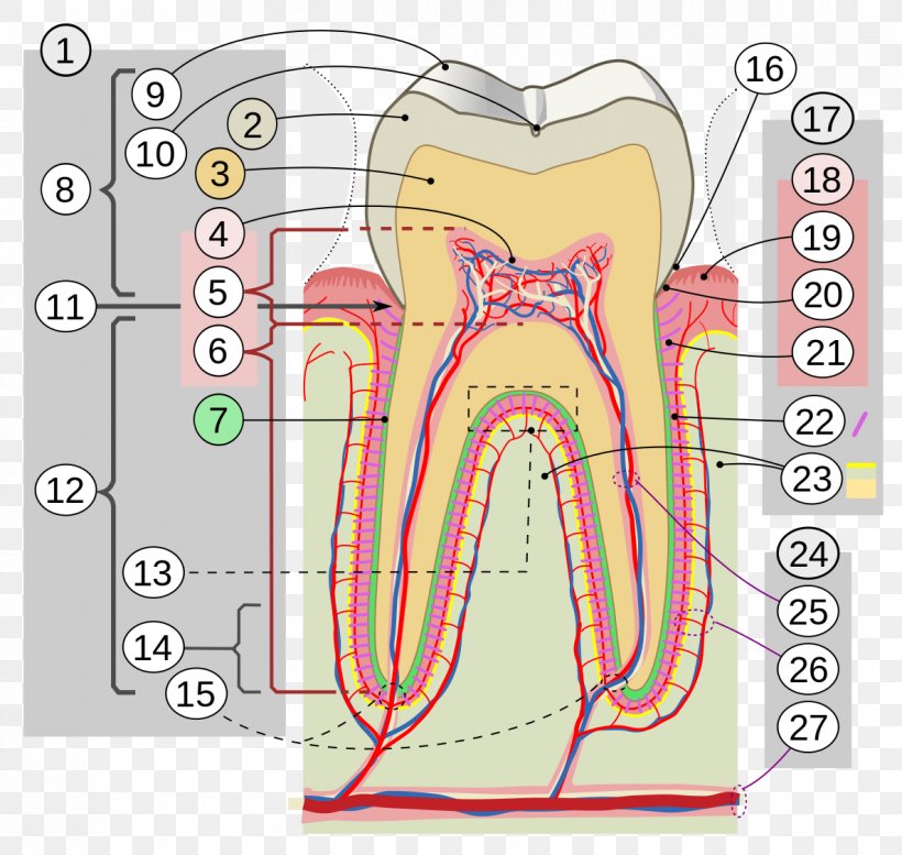 Human Tooth Tooth Enamel Dentistry Gums, PNG, 1186x1124px, Watercolor, Cartoon, Flower, Frame, Heart Download Free