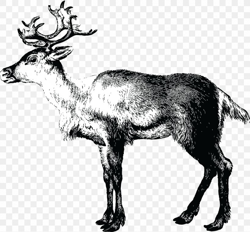 Reindeer Lapland Christmas Santa Claus, PNG, 1779x1651px, Reindeer, Antelope, Antler, Art, Black And White Download Free