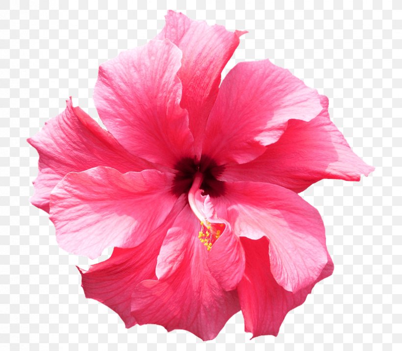Shoeblackplant Clip Art Flower Image, PNG, 824x720px, Shoeblackplant, China Rose, Chinese Hibiscus, Common Hibiscus, Flower Download Free