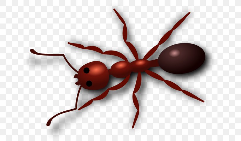 Spider Cartoon, PNG, 640x480px, Ant, Carpenter Ant, Fire Ant, Insect, Parasite Download Free