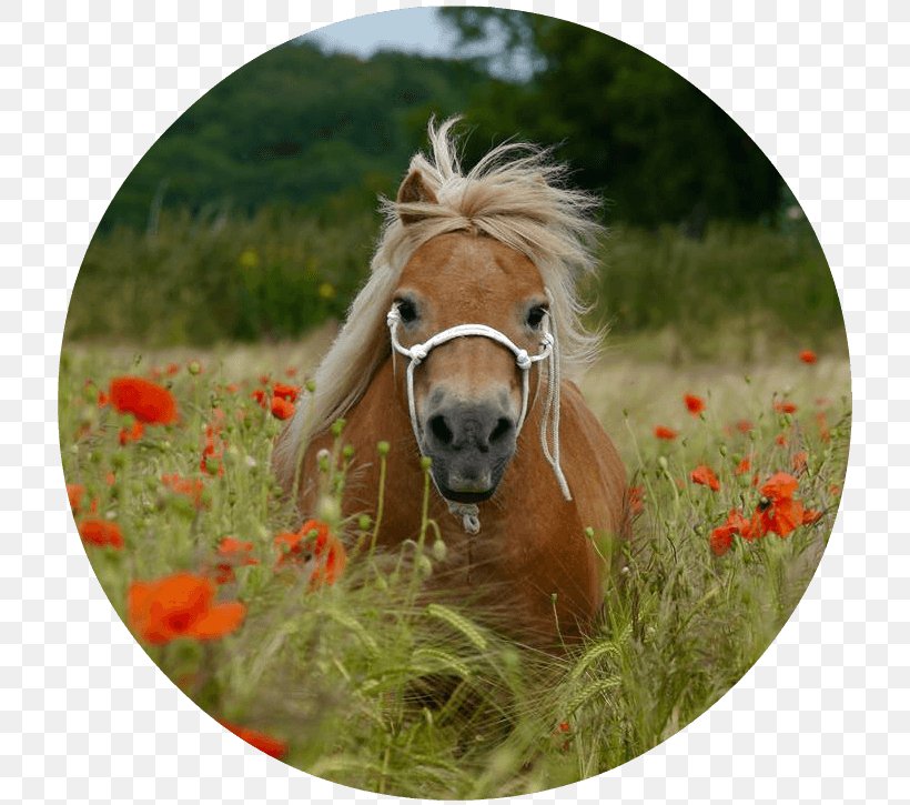 American Shetland Pony Mustang Mane, PNG, 725x725px, Pony, Book, Equestrian, Grass, Halter Download Free