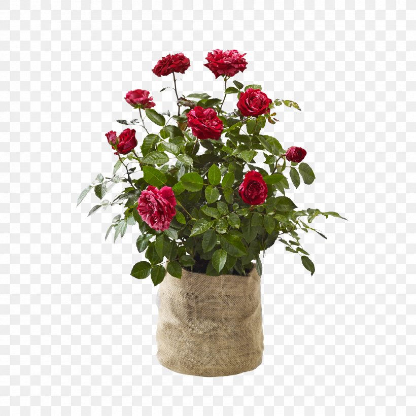 Garden Roses Cut Flowers Artificial Flower Flowerpot Floral Design, PNG, 1800x1800px, Garden Roses, Annual Plant, Artificial Flower, Cabbage Rose, Cemetery Download Free