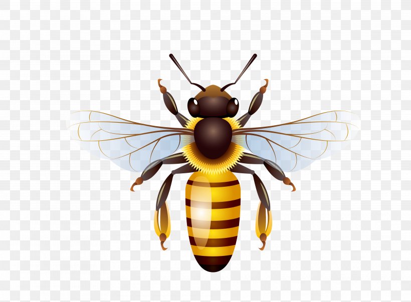 Honey Bee Honey Bee Honeycomb, PNG, 3949x2906px, Bee, Arthropod, Beehive, Fly, Honey Download Free