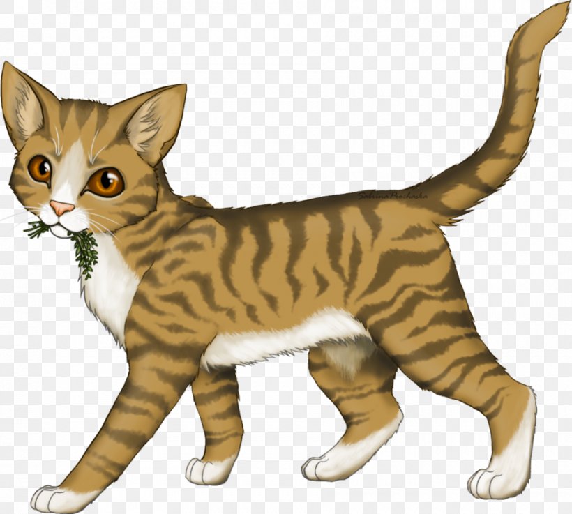 Medicine Cat Warriors Leafpool Squirrelflight, PNG, 900x809px, Cat, American Shorthair, American Wirehair, Asian, Bengal Download Free