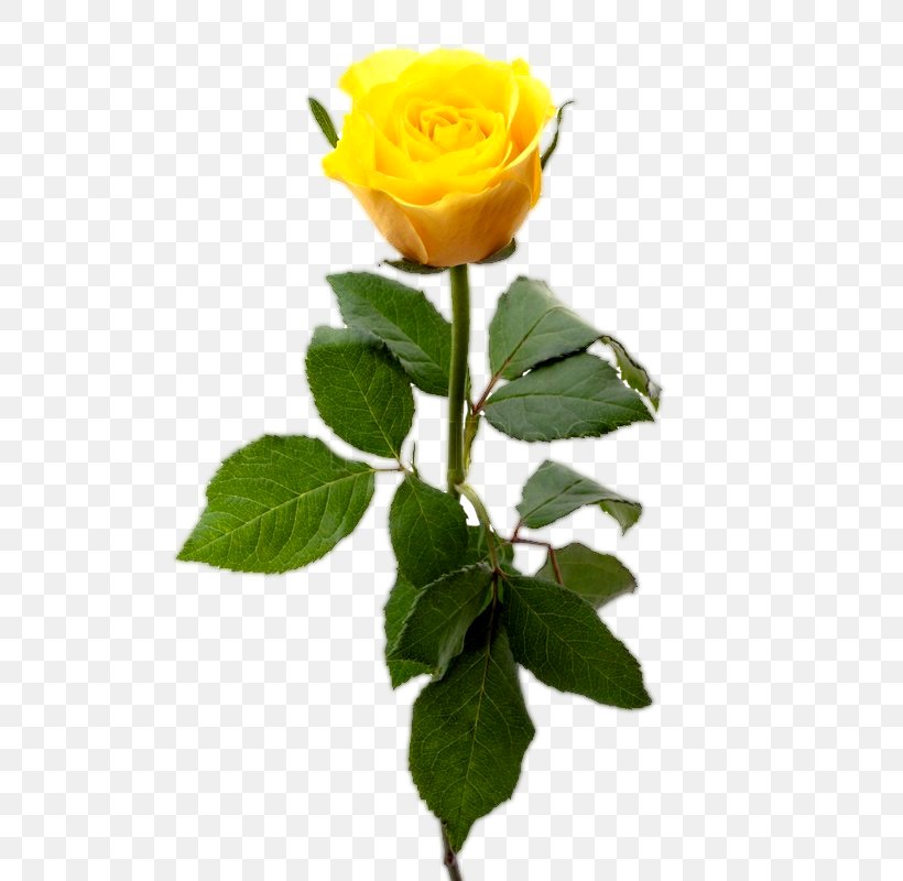 Stock Photography Yellow Rose Royalty-free Clip Art, PNG, 532x800px, Stock Photography, Cut Flowers, Flower, Flowering Plant, Flowerpot Download Free