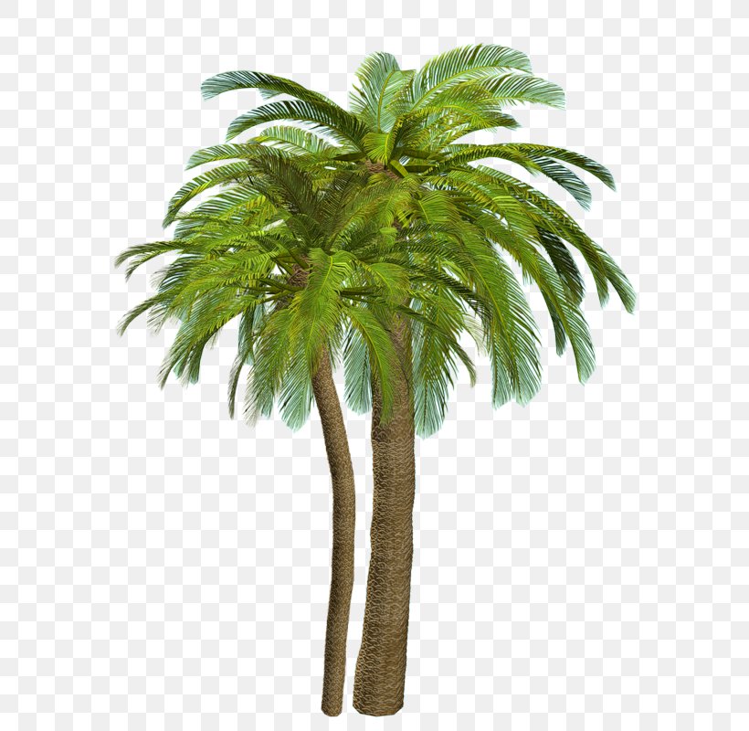 Arecaceae Beach Tree Siargao, PNG, 575x800px, Arecaceae, Arecales, Attalea Speciosa, Beach, Borassus Flabellifer Download Free