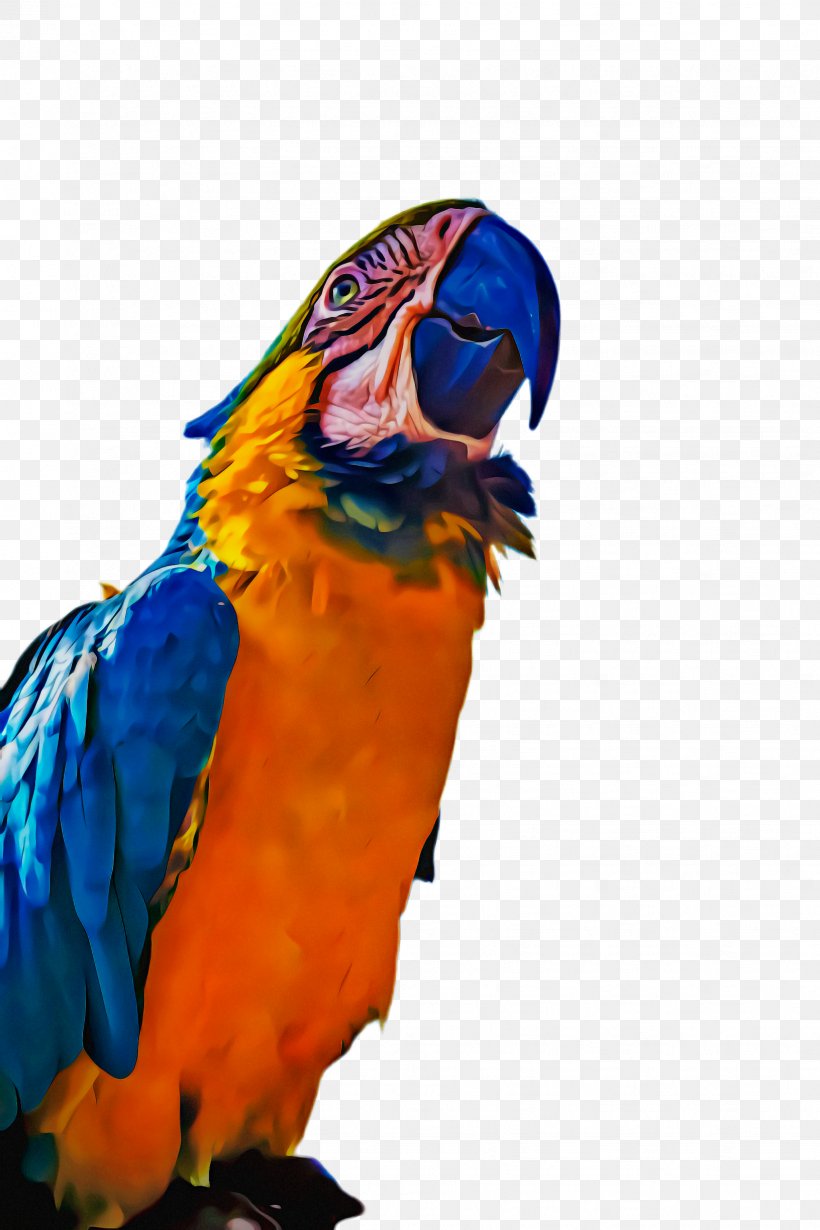 Bird Parrot, PNG, 1632x2448px, Macaw, Beak, Bird, Blue, Budgie Download Free