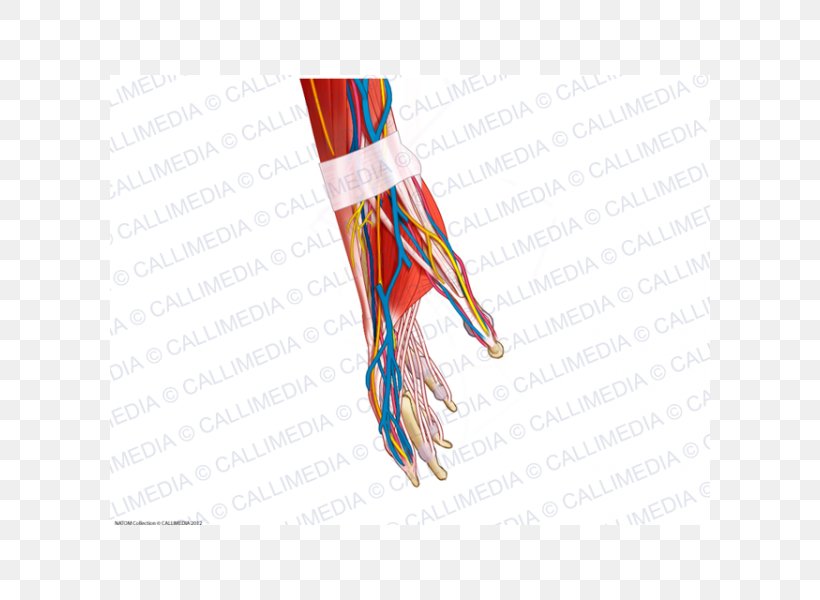 Blood Vessel Muscle Human Anatomy Nerve Human Body, PNG, 600x600px, Blood Vessel, Anatomy, Blood, Circulatory System, Finger Download Free
