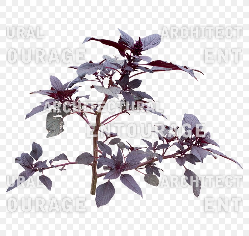 Branching, PNG, 780x780px, Branching, Branch, Plant, Purple Download Free