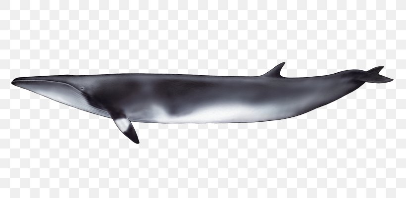 Common Bottlenose Dolphin Short-beaked Common Dolphin Tucuxi Rough-toothed Dolphin Spinner Dolphin, PNG, 800x400px, Common Bottlenose Dolphin, Beaked Whale, Bottlenose Dolphin, Cetacea, Dolphin Download Free