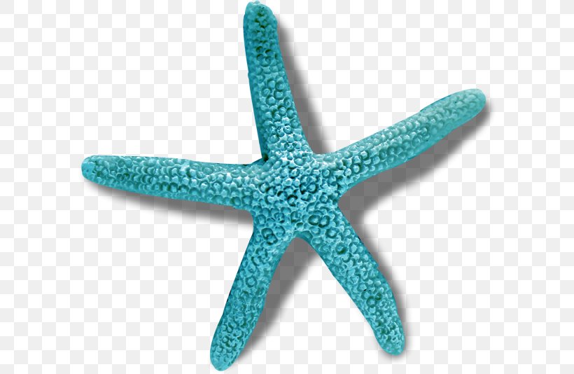 Crown-of-thorns Starfish Sea, PNG, 600x534px, Starfish, Acanthaster, Aqua, Blue, Crownofthorns Starfish Download Free