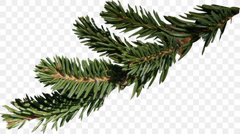Fir Branch Spruce Christmas, PNG, 1506x843px, Tree, Branch, Christmas, Christmas Ornament, Christmas Tree Download Free