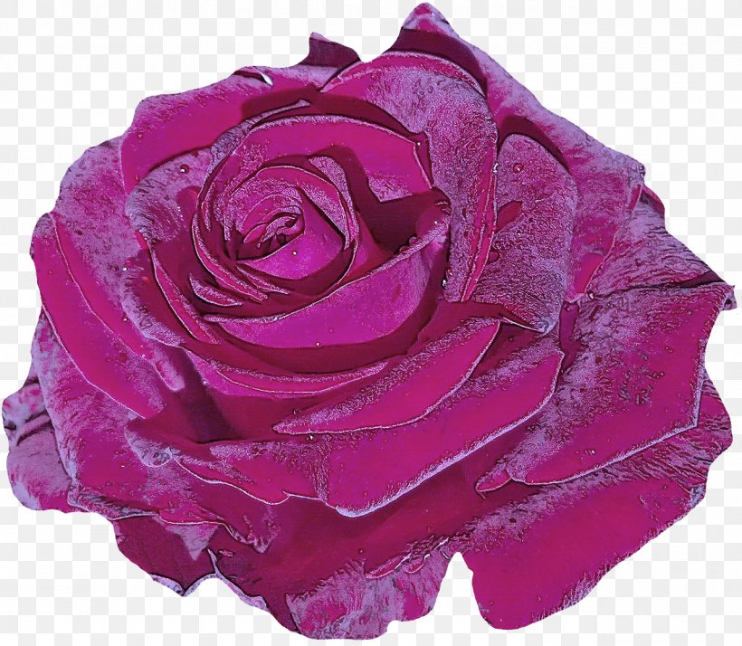 Garden Roses, PNG, 1279x1115px, Garden Roses, Floribunda, Flower, Hybrid Tea Rose, Petal Download Free