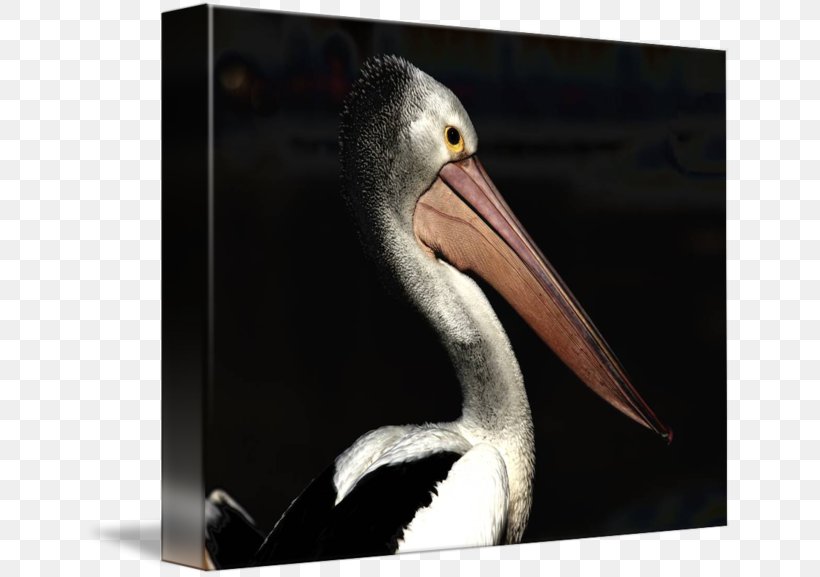 Pelican Products Beak, PNG, 650x577px, Pelican, Beak, Bird, Fauna, Pelican Products Download Free