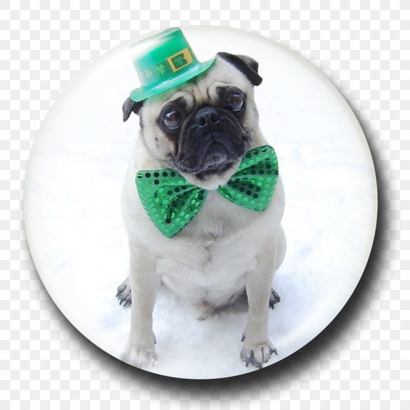 Saint Patrick's Day Pug March 17 Happy St. Patrick's Day Puppy, PNG, 1200x1200px, Pug, Carnivoran, Companion Dog, Dog, Dog Breed Download Free