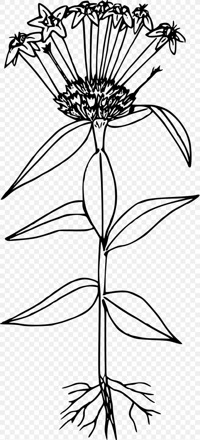 Collomia Grandiflora Line Art Drawing, PNG, 1092x2400px, Collomia Grandiflora, Black And White, Branch, Collomia, Coloring Book Download Free