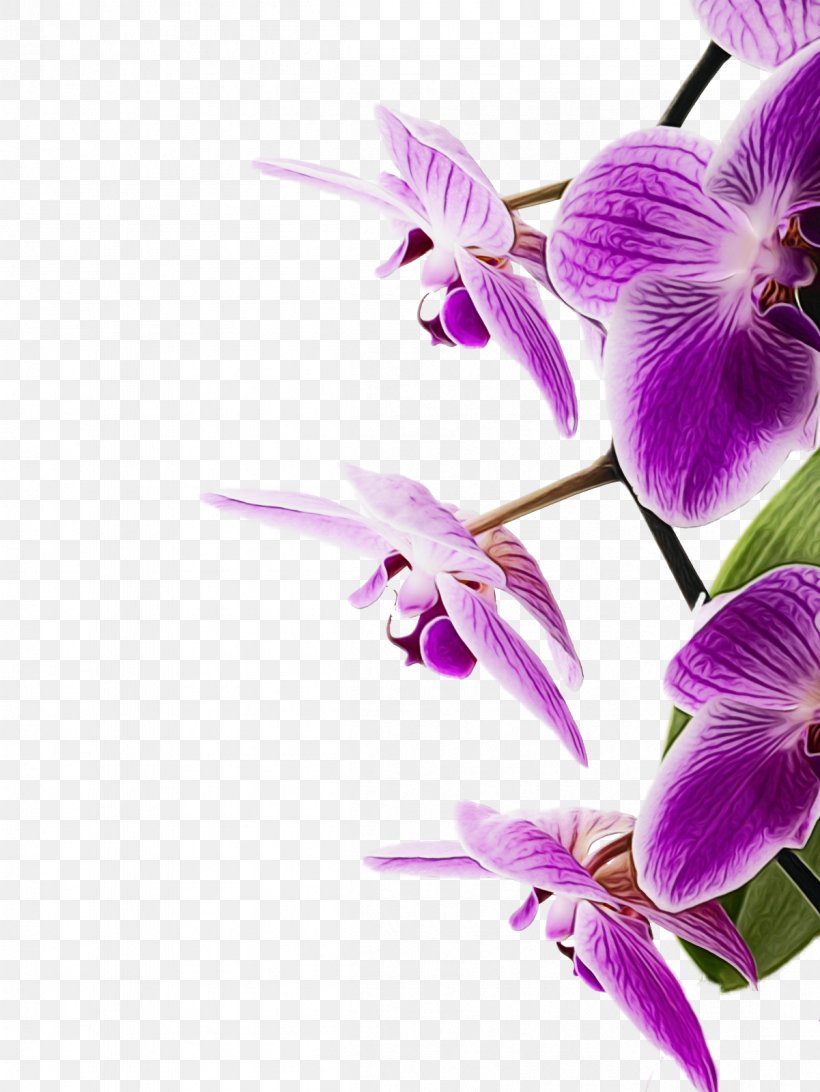 Flowering Plant Flower Purple Violet Petal, PNG, 1201x1600px, Watercolor, Cooktown Orchid, Flower, Flowering Plant, Lilac Download Free