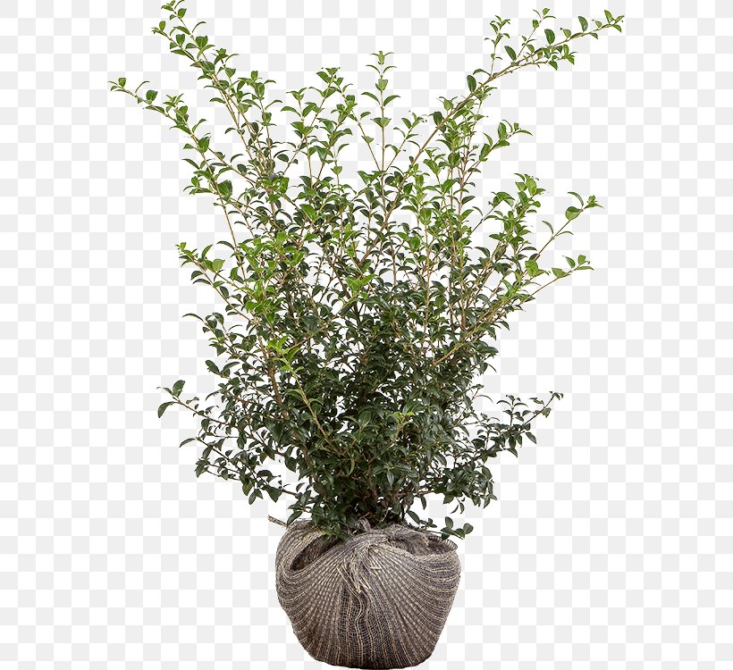 Flowerpot Burkwood Osmanthus Osmanthus Heterophyllus Shrub Evergreen, PNG, 583x750px, Flowerpot, Az Alkmaar, Branch, Burkwood Osmanthus, Centimeter Download Free
