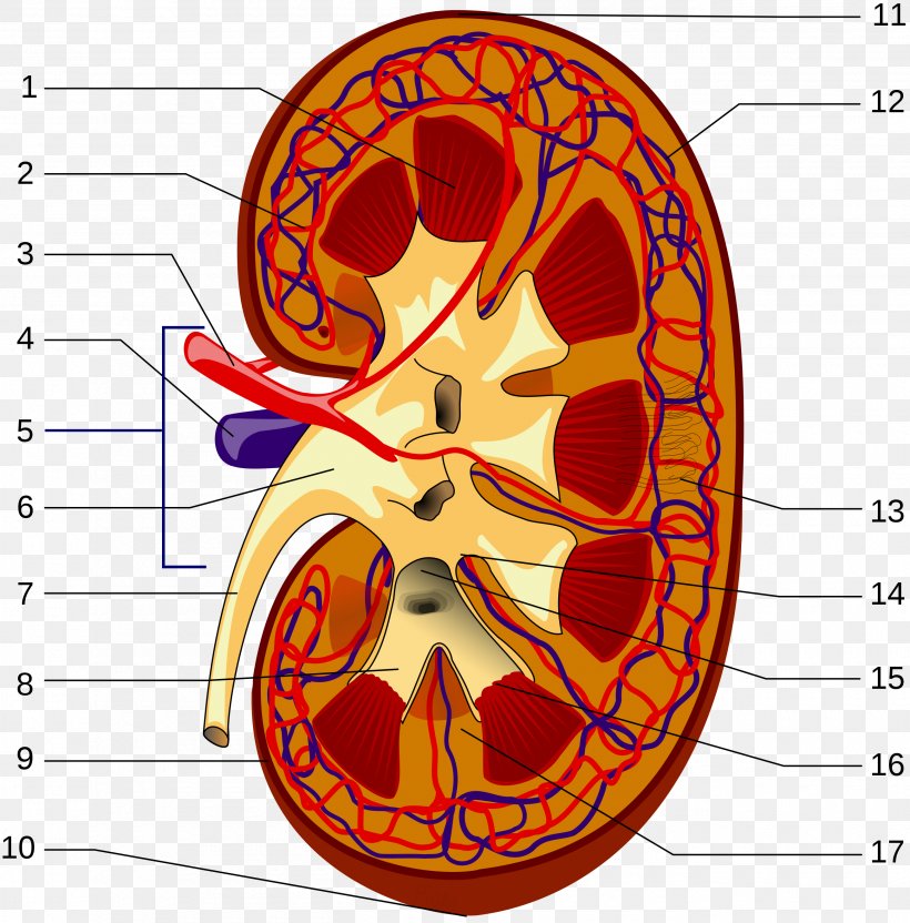 Kidney Renal Hilum Renal Pelvis Renal Artery Renal Capsule, PNG, 2600x2640px, Watercolor, Cartoon, Flower, Frame, Heart Download Free