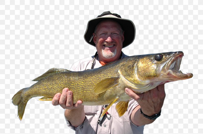 Northern Pike Cod 09777 Fishing Perch, PNG, 864x572px, Northern Pike, Barramundi, Bass, Bass Guitar, Carp Download Free