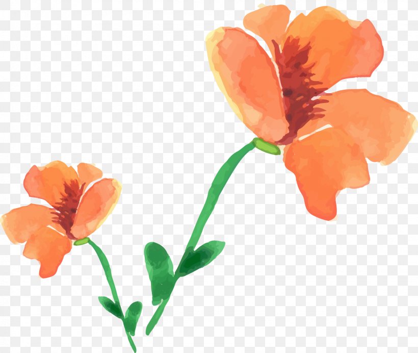 Watercolor Painting Poppy Flower, PNG, 1539x1299px, Watercolor Painting, Annual Plant, Cut Flowers, Flower, Flowering Plant Download Free