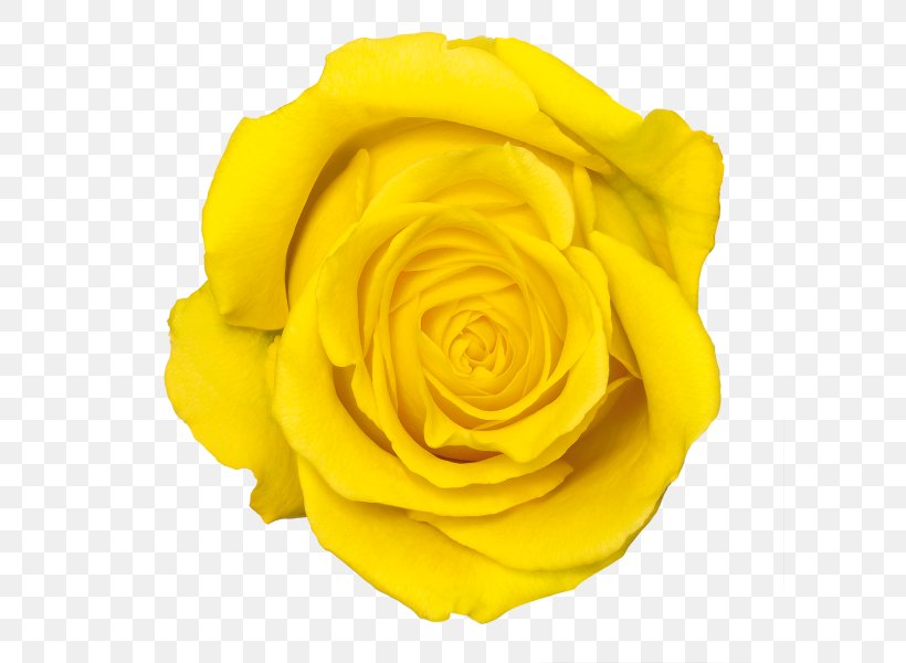 Yellow Rose Flower, PNG, 600x600px, Yellow, Color, Cut Flowers, Display Resolution, Floribunda Download Free