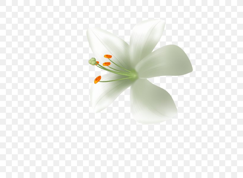 Lilium Candidum White Download, PNG, 600x600px, Lilium Candidum, Flower, Flowering Plant, Green, Lilium Download Free