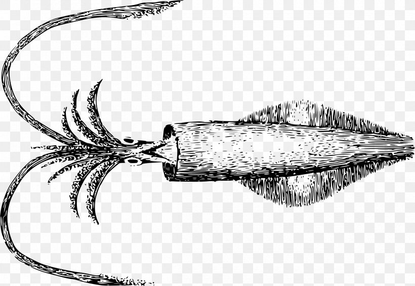 Squid Drawing Clip Art, PNG, 2400x1654px, Squid, Art, Artwork, Black And White, Cuttlefish Download Free