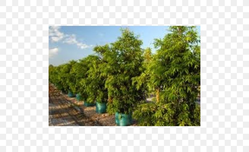 Tree Waterhousea Floribunda Plant Downes Wholesale Nursery, PNG, 500x500px, Tree, Biome, Evergreen, Floribunda, Garden Download Free