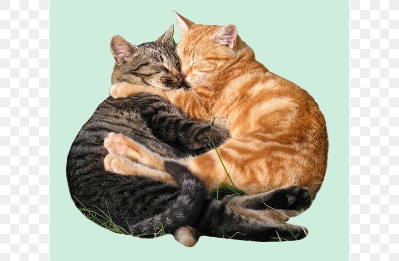 Valentine's Day Hug Gfycat Love, PNG, 615x536px, Hug, Affection, American Shorthair, American Wirehair, Blog Download Free
