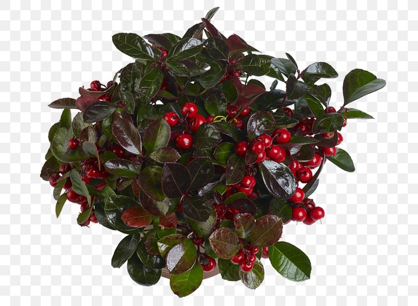Lingonberry Cranberry, PNG, 726x600px, Lingonberry, Aquifoliaceae, Berry, Cranberry, Fruit Download Free