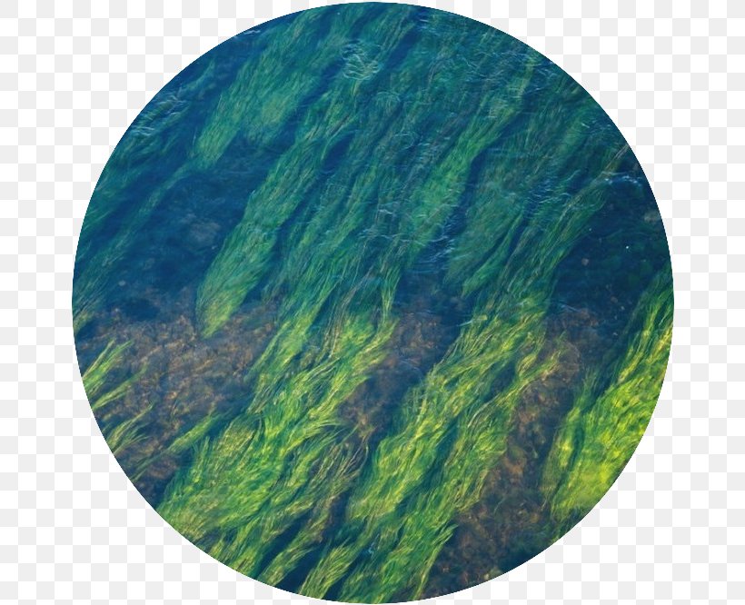 Seagrass Mechanical Engineering Ecosystem Ecology, PNG, 666x666px, Seagrass, Algae, Aquatic Plants, Biology, Biome Download Free