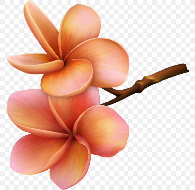 Flower Garden Roses Paper Petal Clip Art, PNG, 772x800px, Flower, Decoupage, Garden Roses, Ipomoea Nil, Orange Download Free