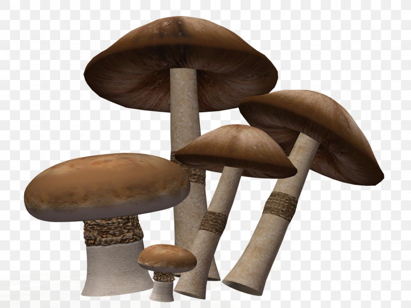 Image Mushroom Download Video Pleurotus Eryngii, PNG, 1280x960px, 2d Computer Graphics, Mushroom, Edible Mushroom, Furniture, Gratis Download Free