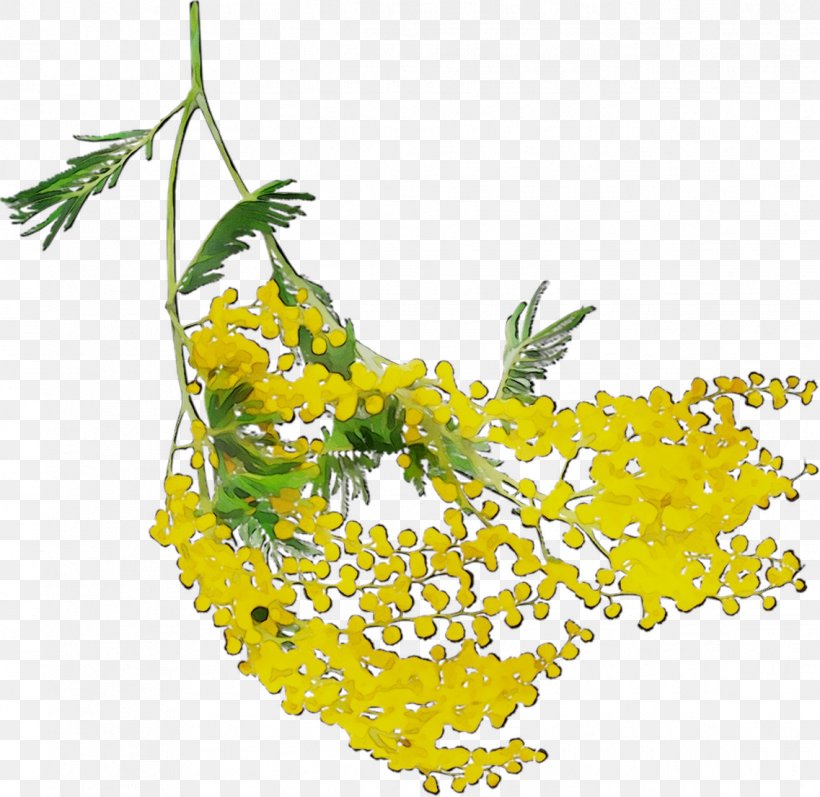 Mustard Yellow Flowering Plant Fruit Mimosa, PNG, 1137x1106px, Mustard, Branch, Flower, Flowering Plant, Fruit Download Free