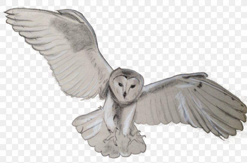 Tawny Owl Bird Flight Barn Owl, PNG, 1584x1049px, Owl, Animal, Barn Owl, Beak, Bird Download Free