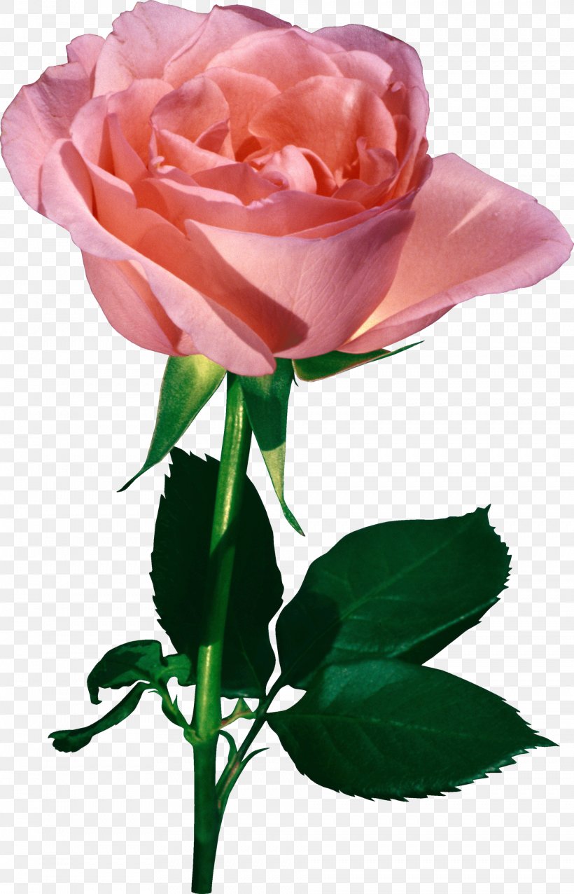 Valentine's Day Rose Flower Animation Heart, PNG, 1927x3000px, Valentine S  Day, Animation, Bud, Color, Cut Flowers