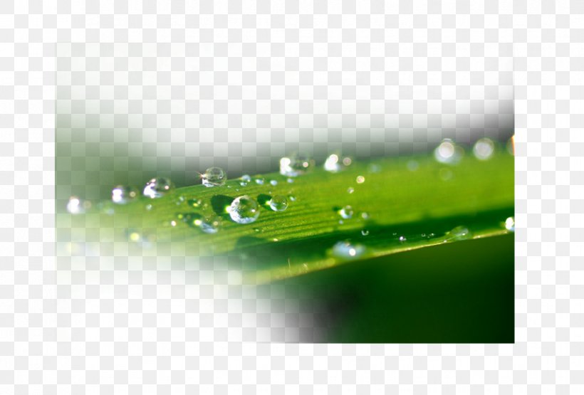 Dew Drop Water Splash, PNG, 917x621px, Dew, Annoyance, Data, Drop, Energy Download Free