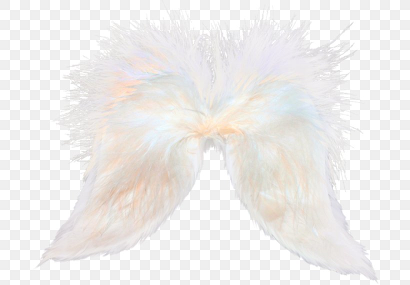 Feather Tail, PNG, 699x570px, Feather, Fur, Tail, Wing Download Free