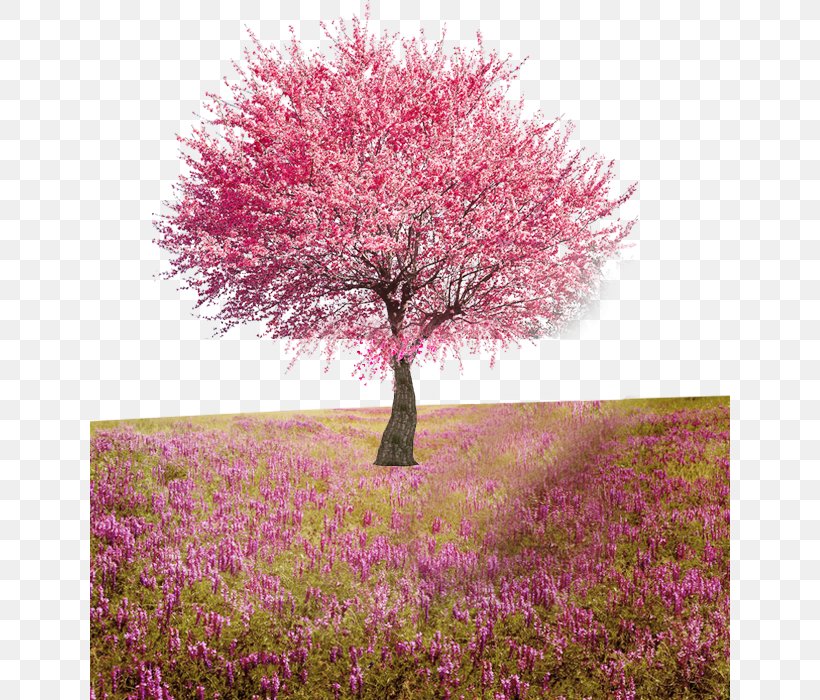 Flower Tree Computer File, PNG, 640x700px, Tree, Blossom, Cherry Blossom, Flower, Grass Download Free