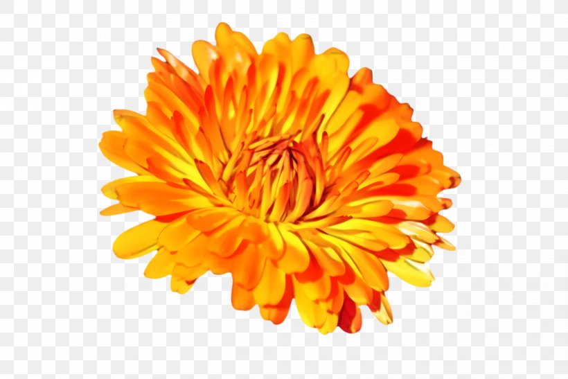 Flowers Background, PNG, 2444x1632px, Marigold, Bloom, Blossom, Calendula, Chrysanthemum Download Free
